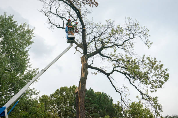 How Our Tree Care Process Works  in  Hickory Creek, TX