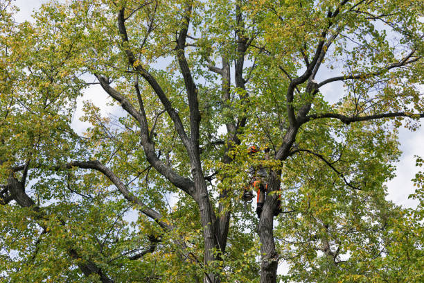 Professional Tree Care in Hickory Creek, TX